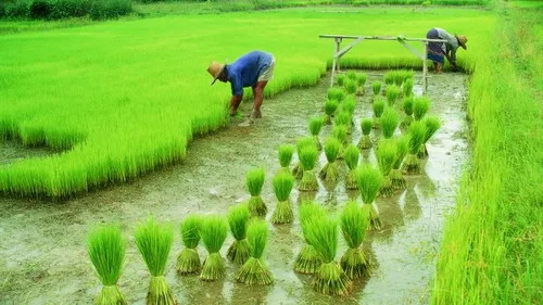 SRI Cultivation in Manipur