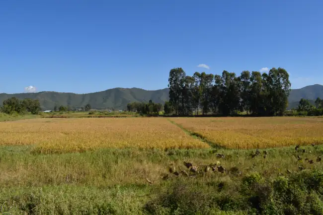 Geo-spatial based Rice Information System for Inventory & Monitoring (GeoRISIM)