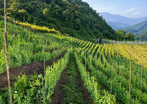 Manipur Forest Dept.